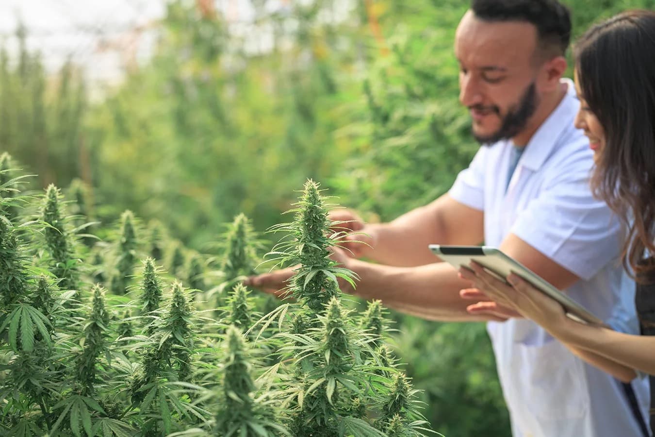 A cannabis field being inspected during cultivation